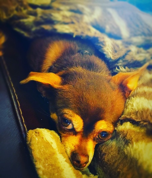 1.12-FurFriday-Molly