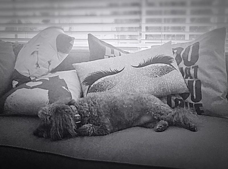 1.26-FurFriday - Cleo - The Interior Decorator