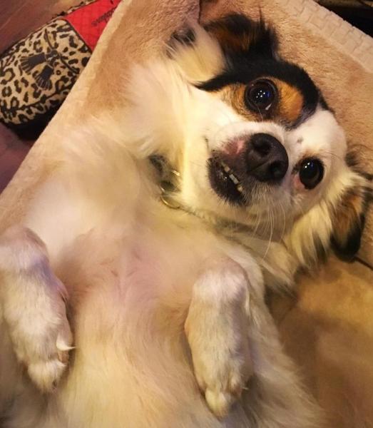 2.2-FurbabyFriday - CharmingJulius