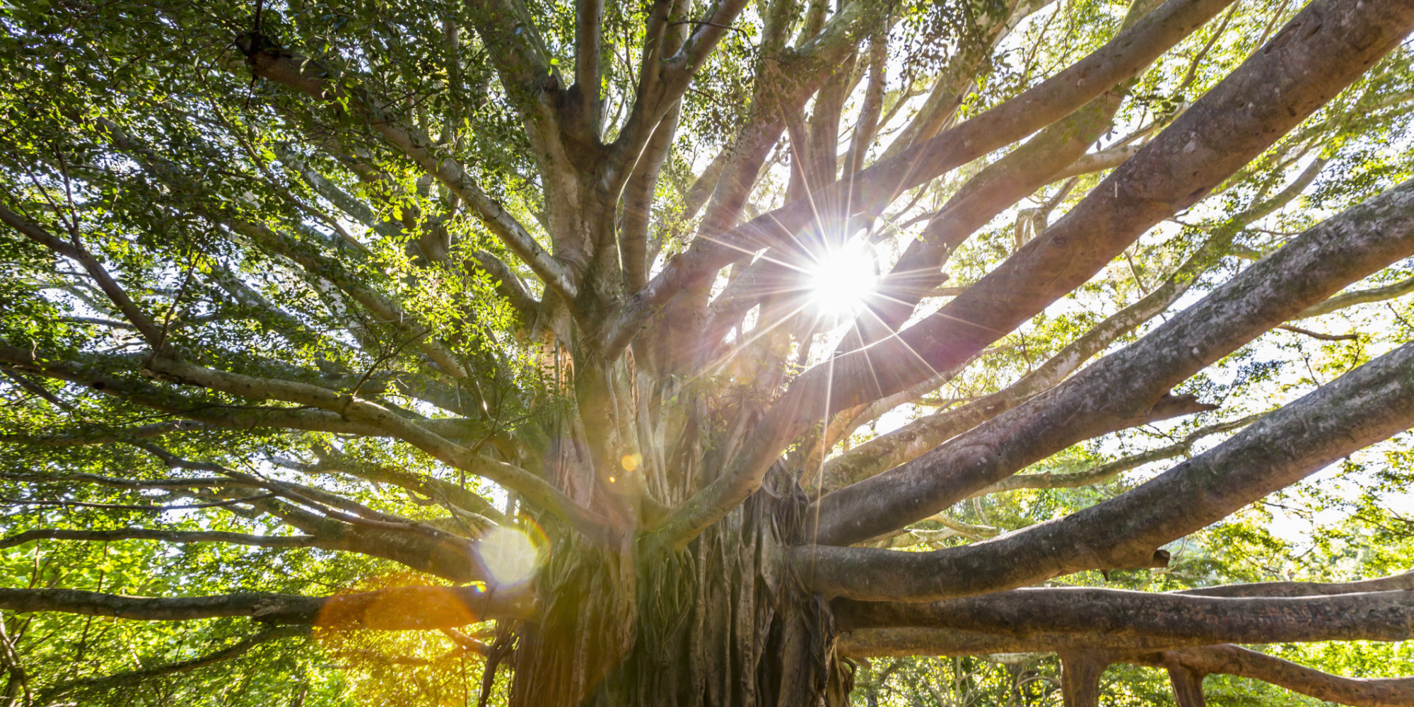 Giant banyan tree in Haleakala National Park