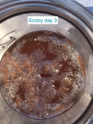 scoby day 3