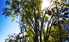 IMG_ContentTreeCare