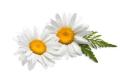 roman chamomile