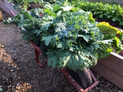 Glorious Kale!