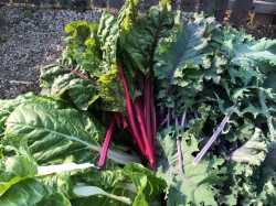 Greens