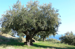 Olive-tree