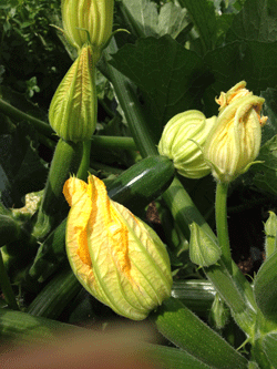 Zucchini-flower1