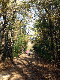biking-path2