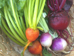 root-veggies