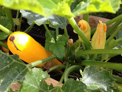 summer-squash