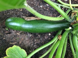 zucchini