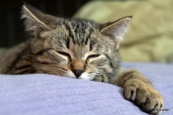 cat napping
