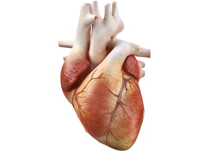 Heart