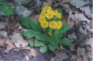 Primula--Karen Schellinger
