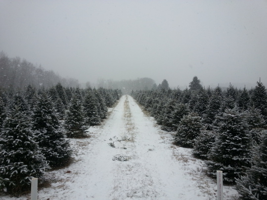 family grown high quality christmas trees sandstone mn family grown high quality christmas trees sandstone mn