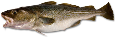 cod-fish