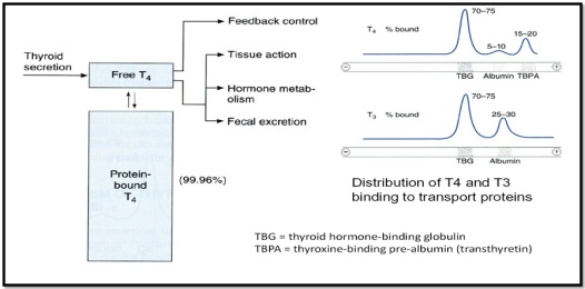 distribution