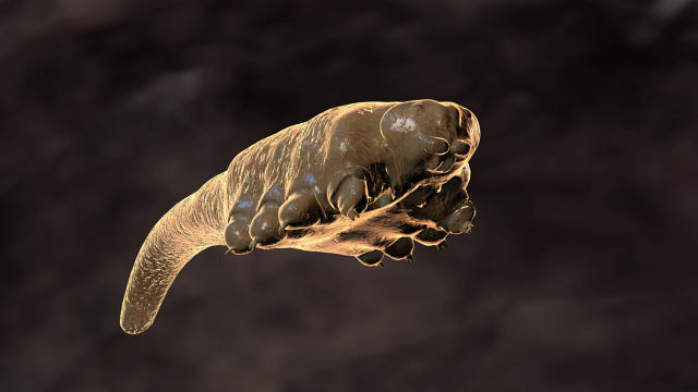 eyelash-mites