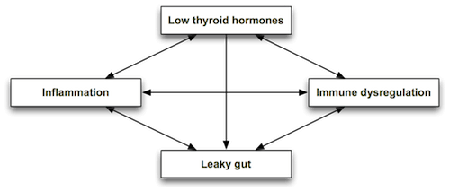 thyroidgut