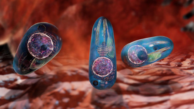 toxoplasma-gondii