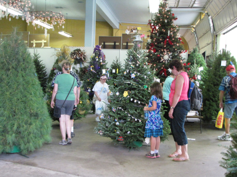 minnesota grown christmas trees at the mn state fair minnesota grown christmas trees at the mn state fair