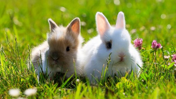 bunnies_copy1