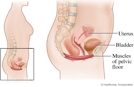 Pelvic Floor Image