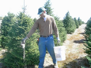 catchy collections of christmas tree fertilizer fabulous catchy collections of christmas tree fertilizer fabulous