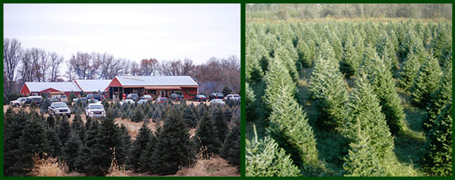 pinestead christmas tree farms and lot isanti minnesota pinestead christmas tree farms and lot isanti minnesota