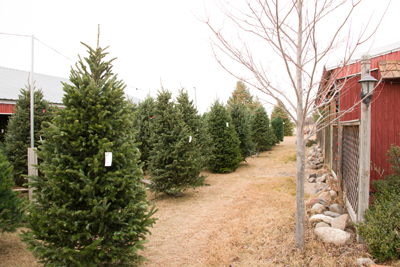 pre cut christmas tree selections pre cut christmas tree selections