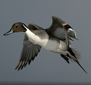 Northern Pintail