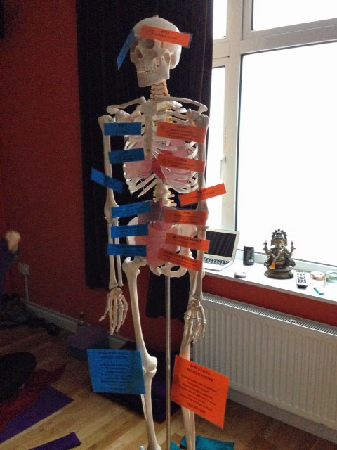 skeleton2